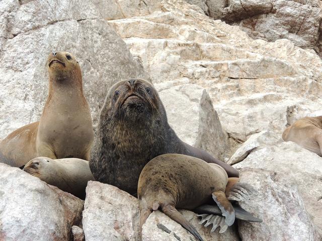 Ballestas Islands